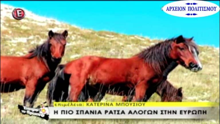 ΤΑ ΠΛΑΓΙΟΤΡΟΧΑΣΤΙΚΑ ΑΛΟΓΑ ΜΕΣΣΑΡΑΣ ΚΡΗΤΗΣ, ΤΑ ΓΟΡΓΑΛΙΔΙΚΑ ΑΤΙΑ