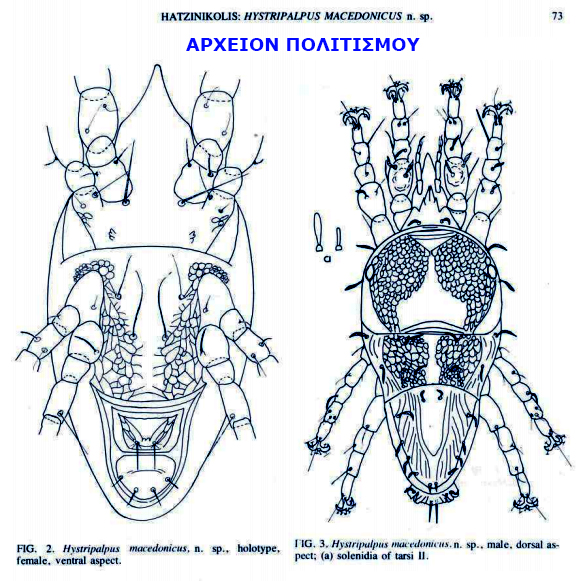 akari-sta-vrasna-hystripalpus-macedonicus-308706959.jpeg - Αρχείον Πολιτισμού
