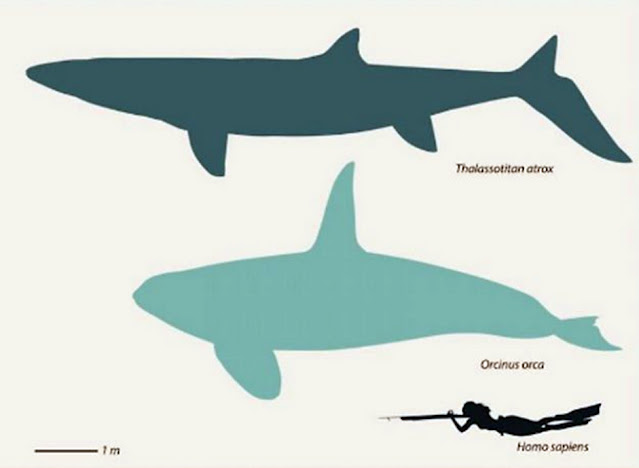 %CE%B8%CE%B1%CE%BB%CE%B1%CF%83%CF%83%CE%BF%CF%84%CE%B9%CF%84%CE%AC%CE%BD-%CF%86%CE%AC%CE%BB%CE%B1%CE%B9%CE%BD%CE%B1%20%CF%8C%CF%81%CE%BA%CE%B1.jpeg - Αρχείον Πολιτισμού