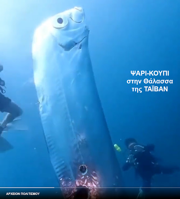 %CF%88%CE%AC%CF%81%CE%B9%20%CE%BA%CE%BF%CF%85%CF%80%CE%AF%20%CE%A4%CE%B1%CF%8A%CE%B2%CE%AC%CE%BD-oarfish.jpeg - Αρχείον Πολιτισμού