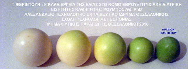 %CE%9C%CE%91%CE%9A%CE%A1%CE%97-@%CE%B5%CE%BB%CE%B9%CE%AC%20%CE%B1%CF%83%CF%80%CF%81%CE%BF%CE%B5%CE%BB%CE%B9%CE%AC1%CE%91.jpeg - Αρχείον Πολιτισμού