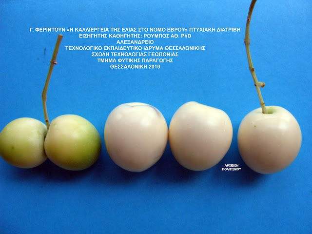 %CE%9C%CE%91%CE%9A%CE%A1%CE%97-@%CE%B5%CE%BB%CE%B9%CE%AC%20%CE%B1%CF%83%CF%80%CF%81%CE%BF%CE%B5%CE%BB%CE%B9%CE%AC3.jpeg - Αρχείον Πολιτισμού