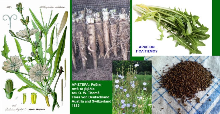Η «αγγλική» λέξη chicory, για το ραδίκι, τον «φίλο του συκωτιού», είναι αρχαία ελληνική