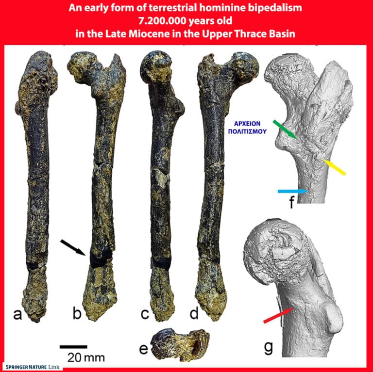 Ο δίποδος άνθρωπος ξεκίνησε από την Θράκη πριν 7.240.000 χρόνια και πήγε προς την Αφρική! – του Γ. Λεκάκη