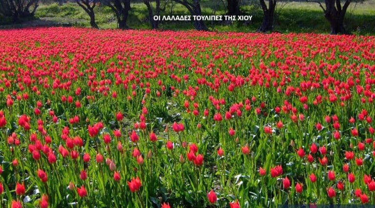 Τουλίπα, το μακεδονικό κρεμμύδι, που δημιούργησε «χρηματιστηριακή φούσκα» – και η ελληνική ετυμολογία της – του Γ. Λεκάκη