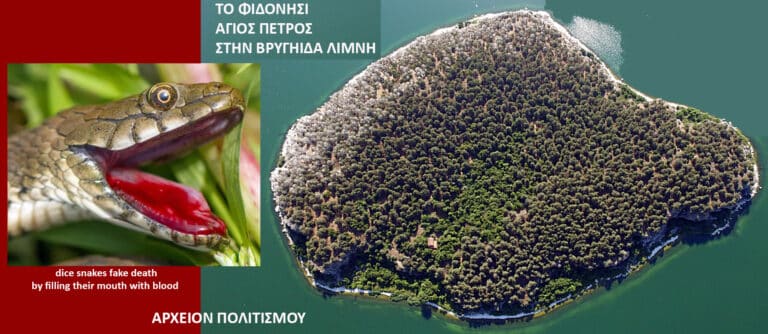 Το φιδονήσι Άγιος Πέτρος των Βρυγών Μακεδόνων, με το φίδι που προσποιείται ότι είναι νεκρό! – του Γ. Λεκάκη