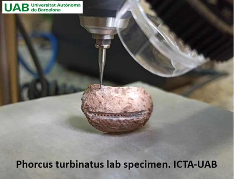 Lab specimen Phorcus turbinatus being milled, with ICTA-UAB logo in the top-left corner
