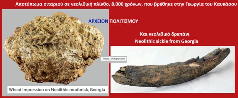 Βρέθηκε σιτάρι για ψωμί, 8.000 χρόνων! – του Γ. Λεκάκη