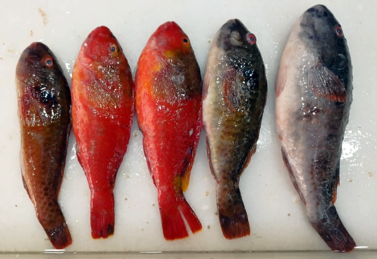 Five small fish lined up on a white cutting board, from reddish to dark brown/gray colors, looking freshly caught.