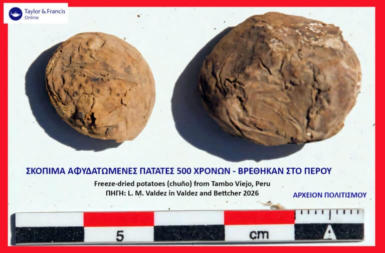 Two ancient freeze-dried potatoes (chuño) from Tambo Viejo, Peru, with a centimeter scale for size.