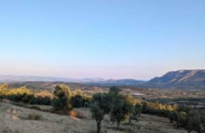 Wide view of a countryside with olive trees in the foreground, rolling hills and a distant mountain under a clear blue sky.
