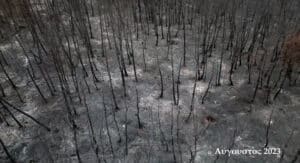 Charred trees standing in a burned forest with ash-covered ground; bottom-right shows 'Αύγουστος 2023' text.