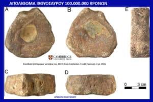 Five views (A–E) of fossilized ichthyosaur vertebrae from Colchester, with a 0–3 cm scale bar (photo credits: Cambridge University Press).