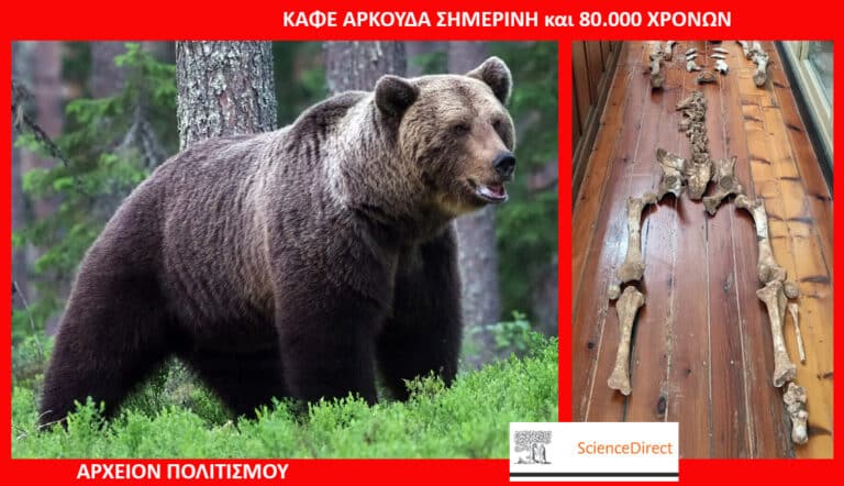 Left panel: brown bear standing in a green forest; right panel: long skeleton bones laid out on a wooden floor.
