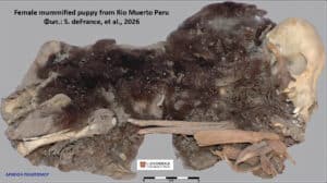 Female mummified puppy from Rio Muerto, Peru; preserved fur and bones with a measurement scale visible.