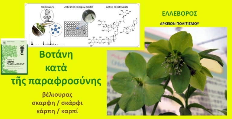 Greek poster about hellebore (ΕΛΕΒΟΡΟΣ) with a close-up of a green flower on a bright yellow background and archival images; educational/folk-medicine theme