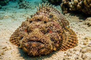 Camouflaged stonefish lying on sandy seabed, its spiny dorsal fins and mottled brown patterns blending with the rocks and sand.