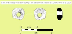Bead illustration: two ring-shaped rock scallop beads from Turkey Flats (~8,500 BP) linked to a narrow black-white bead; scale shows 0–10 mm and 0–2 cm; credit Price et al. 2026.