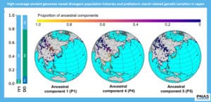 Three globe diagrams showing ancestral components for genomes P1, P4, and P5, colored by a gradient scale from 1.0 to 0.0, with a left-side component ladder and PNAS logo (figure on pale blue border).