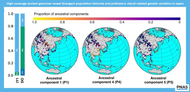 Three globe diagrams showing ancestral components for genomes P1, P4, and P5, colored by a gradient scale from 1.0 to 0.0, with a left-side component ladder and PNAS logo (figure on pale blue border).