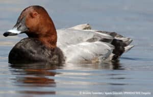 Canvasback duck swimming on calm water, brown head and red eye with gray body and reflection on the surface