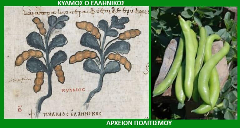 Left: medieval Greek illustration of the Kyamos plant with blue-green leaves and orange pods; right: photo of fresh green beans on a plant.