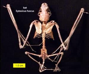 Skeleton of an Eptesicus fuscus bat with wings spread on a black background, scale bar showing 1.0 cm, labeled for identification