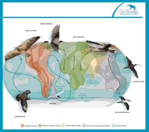 Colored map showing major global migratory bird flyways with arrows and bird illustrations across oceans and continents (flyway zones labeled).