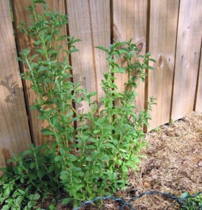 Bushy green shrubs growing along a wooden fence, with mulch at the base.