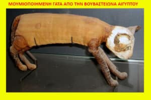 Mummified cat from ancient Egypt on display in a museum case