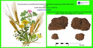 Left: reconstructed bouquet of grasses and flowering plants; right: clay container fragments from Tomb UU at Hala Sultan Tekke, Cyprus, with a 0–10 cm scale bar.