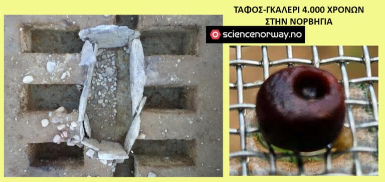 Collage: left side shows a rectangular stone coffin fragment set in dirt; right side shows a dark round fruit on a metal grate.