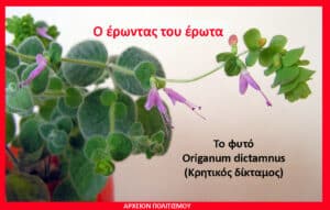 Potted Origanum dictamnus (Κρητικός δίκταμος) with small purple flowers, framed by a red border and Greek captions.