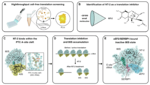 Panel A shows a high-throughput cell-free translation screen using lysate, mRNA, and Renilla luciferase (RLuc) readout to identify inhibitors.