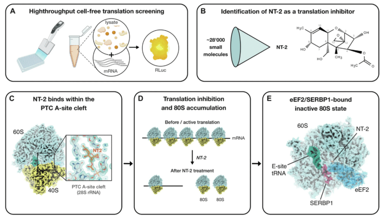 Panel A shows a high-throughput cell-free translation screen using lysate, mRNA, and Renilla luciferase (RLuc) readout to identify inhibitors.