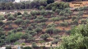 Terraced olive grove on a hillside with stone walls and scattered buildings in the distance.