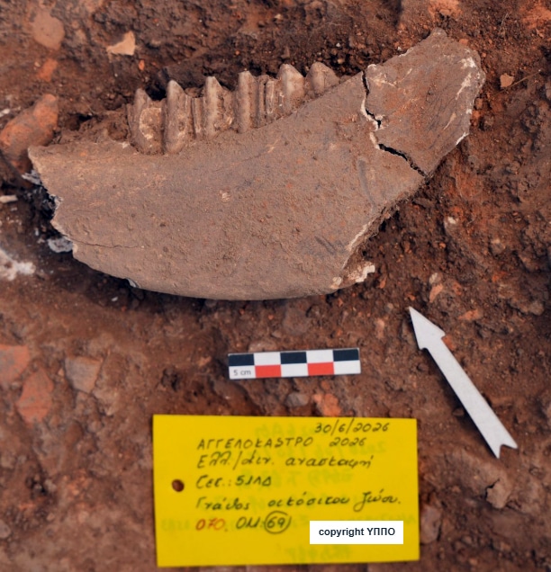 Fragment of a fossil jaw with teeth in reddish soil, beside a scale bar and yellow identification tag.