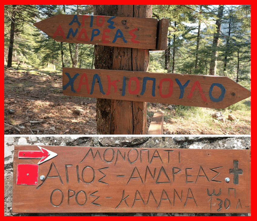 Two wooden trail signs mounted on a tree in a pine forest, with Greek text pointing to nearby destinations (Άγιος Ανδρέας and Χαλικοπούλου).